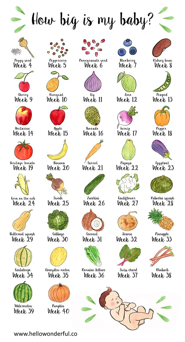 how-big-is-my-baby-fruits-and-vegetables-infographic